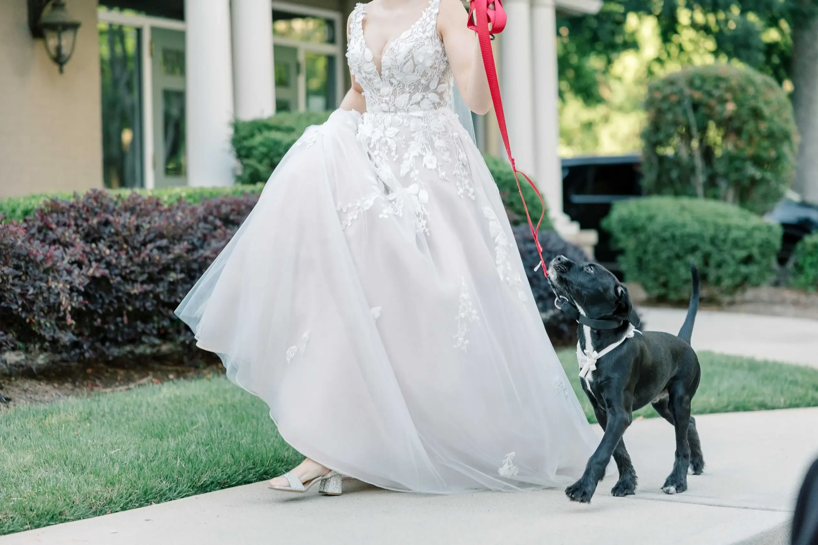 J Andrew&#39;s Bridal Fur-Ever Love Celebration Image