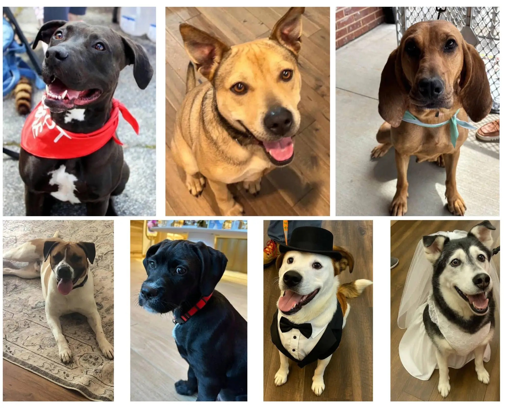a collage of different dogs posing for the camera